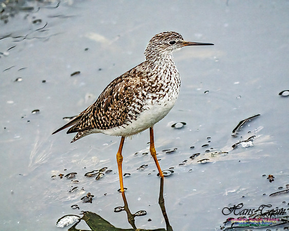 Lesser Yellowlegs 406