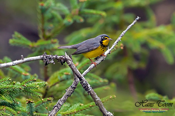 Canada Warbler
