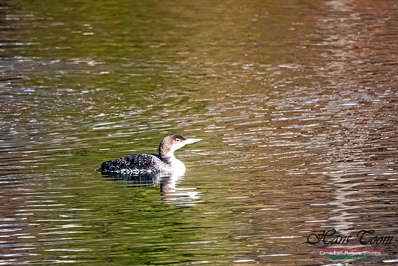 Common Loon 904