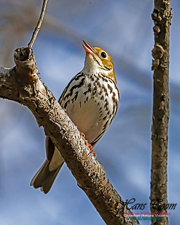 Ovenbird 103