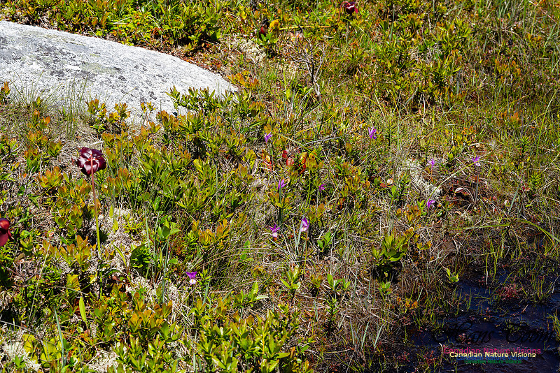 Pitcher Plant, Dragon's Mouth Orchid, Sundew 100