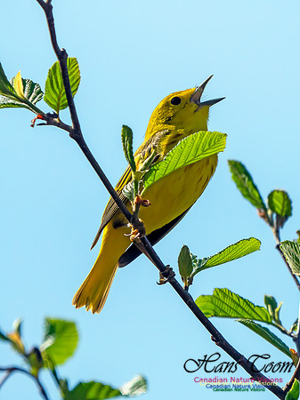 Yellow Warbler 2