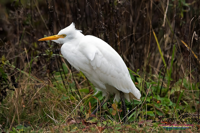 Cattle Egret