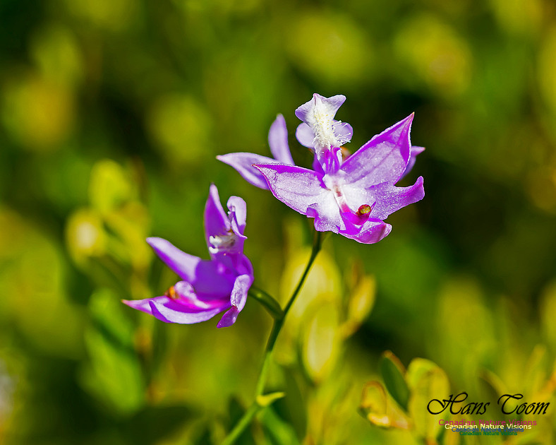 Grass Pink Orchid 100