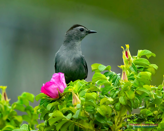 Grey Catbird 100