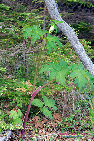 Cow Parsnip