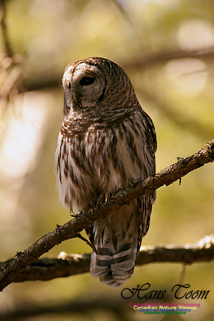 Barred Owl