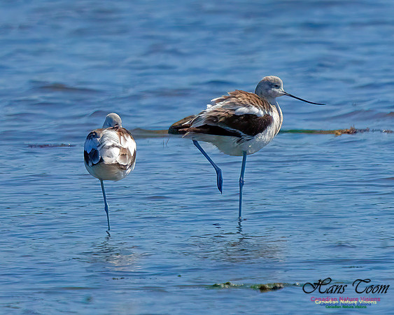 American Avocet 205