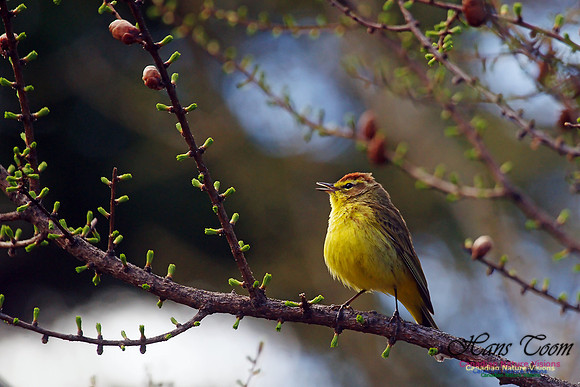 Palm Warbler