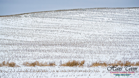 December Snow Scenes in Nova Scotia 125