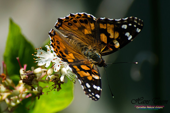Painted Lady