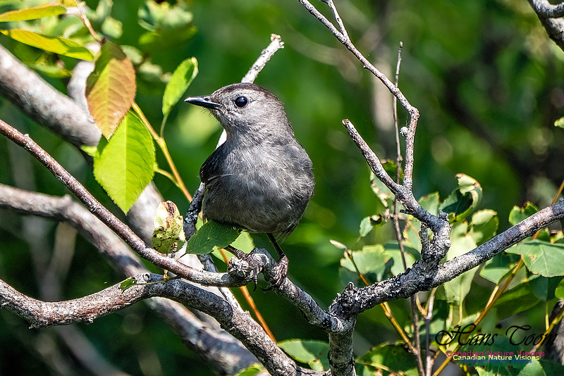 Grey Catbird 106