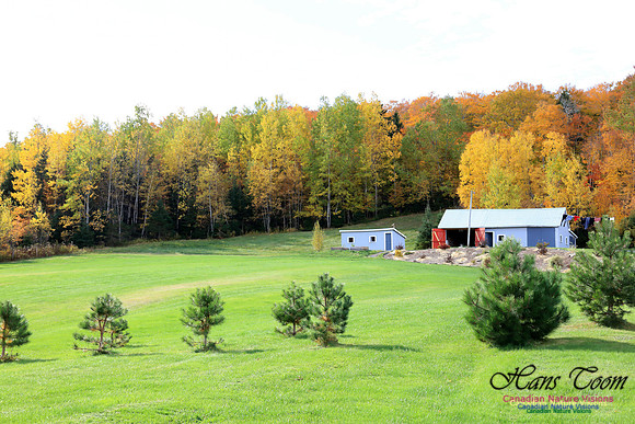Maple Forest Fall Colours 2016