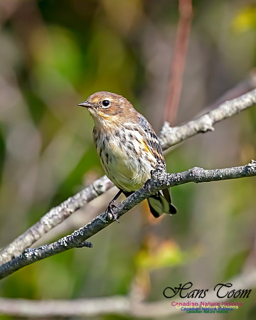 Yellow-rumped Warbler 203
