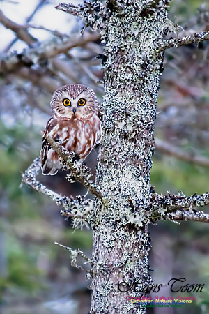 Northern Saw-whet Owl