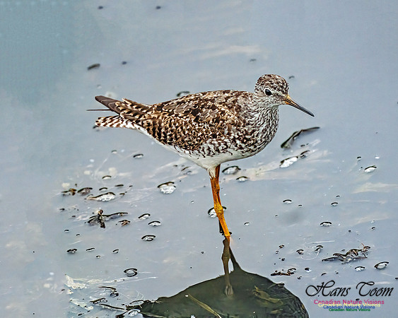 Lesser Yellowlegs 401