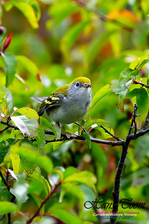 Chestnut-sided Warbler 3