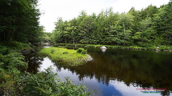 Woodland Walk Along Mersey River 111
