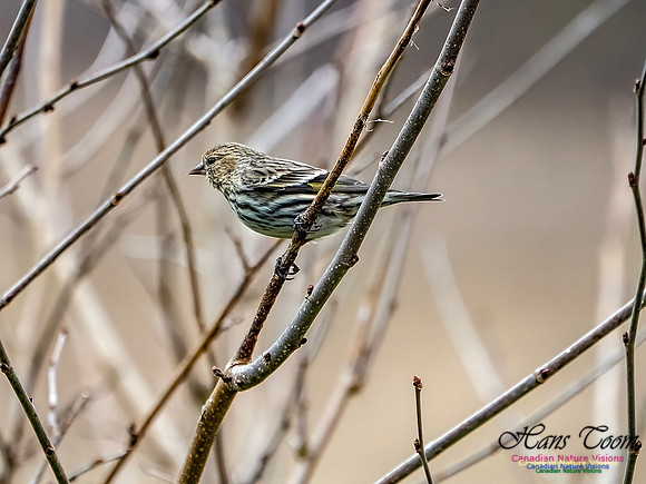 Pine Siskin 101