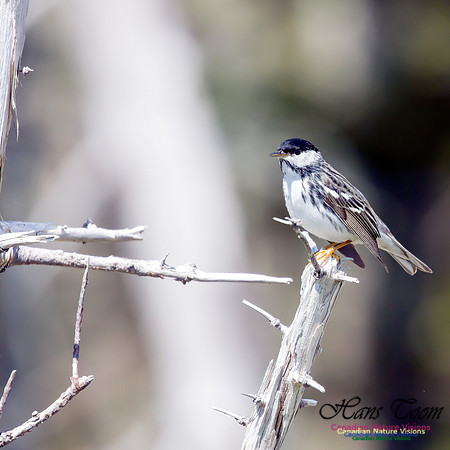 Blackpoll Warbler 8