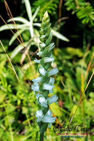 Nodding Ladies Tresses Orchid