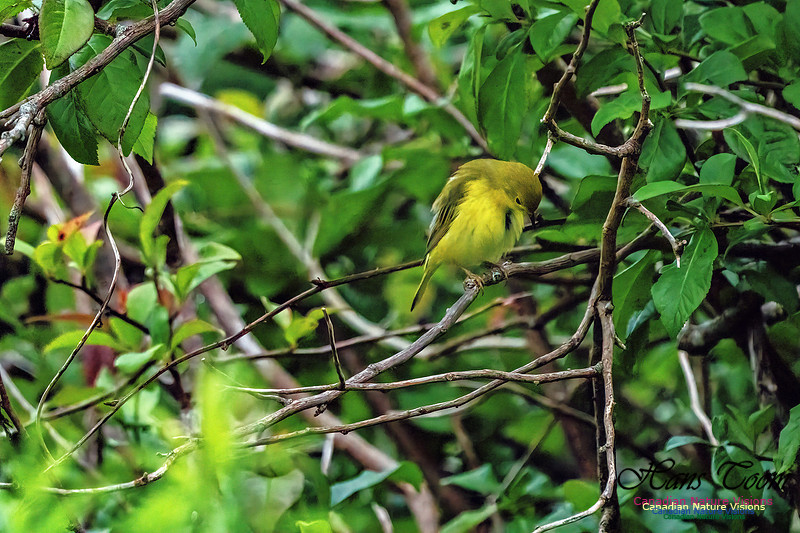 Wilson's Warbler 205