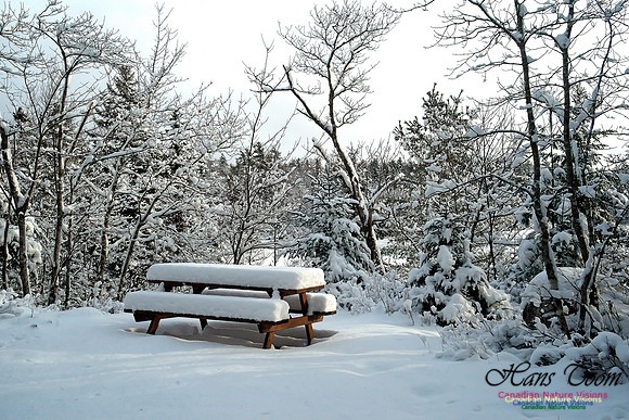 Bell Park in Winter