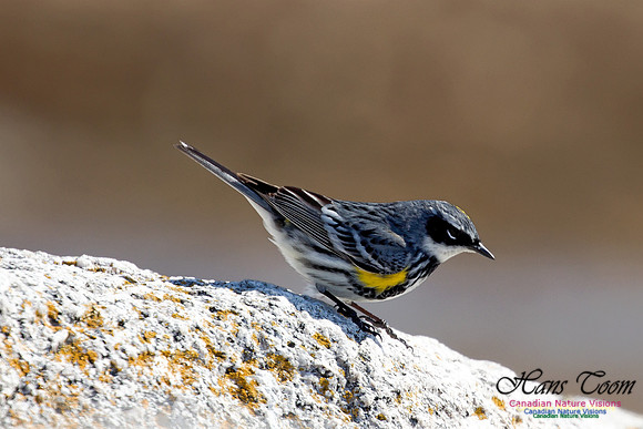 Yellow-rumped Warbler 2