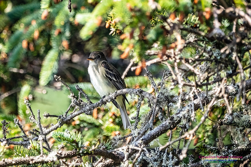 Eastern Wood-Pewee 104