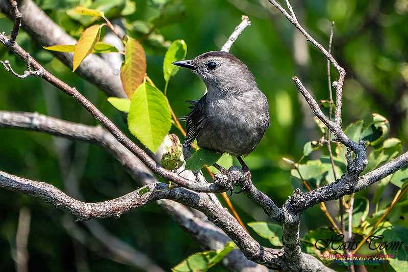 Grey Catbird 104