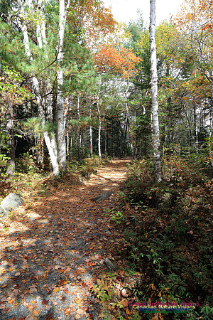 Bell Park