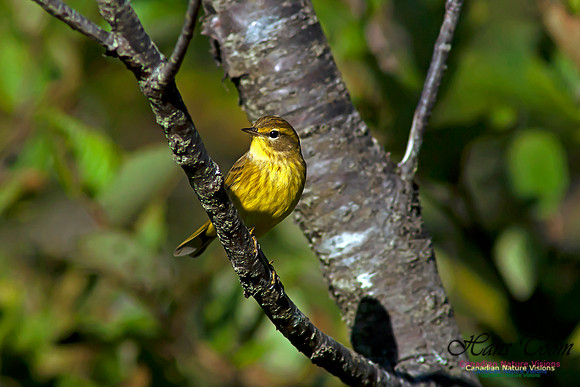 Palm Warbler
