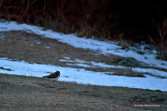 Northern Lapwing