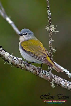 Tennessee Warbler