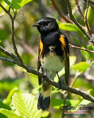 American Redstart 1005