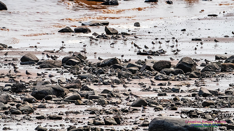 Evangeline Beach Shorebirds 2025 111
