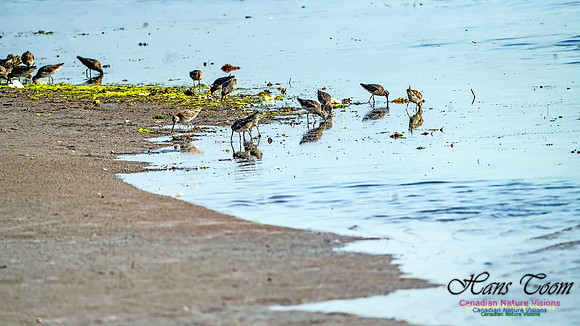 Short-billed Dowitcher 203