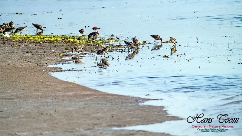 Short-billed Dowitcher 203