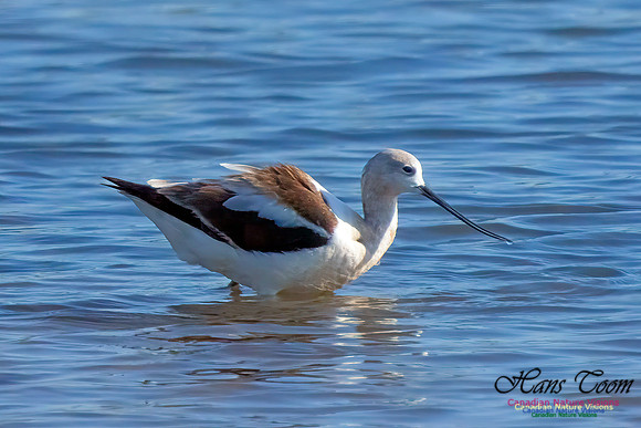 American Avocet 402