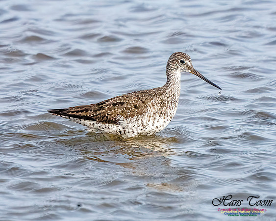 Greater Yellowlegs 350
