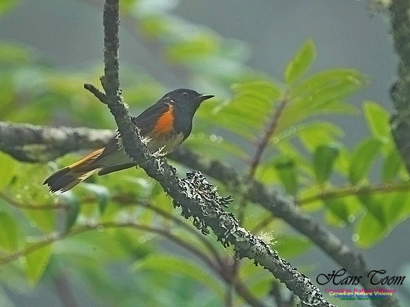 American Redstart 200