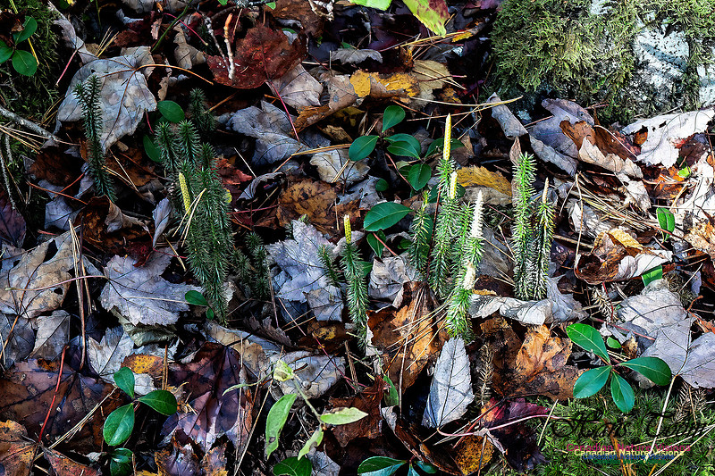 Woodland Stroll 106