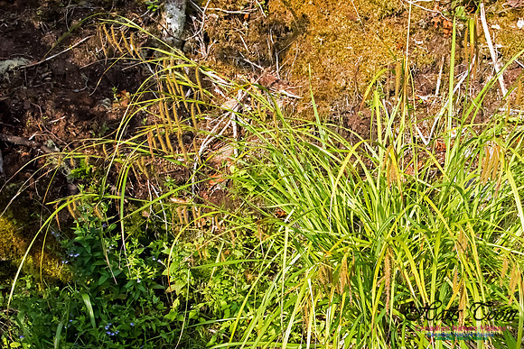 Sedge, possibly Carex sp.