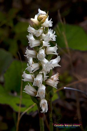 Slender Ladys Tresses Orchid