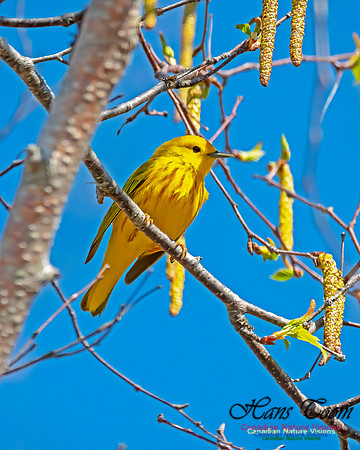 Yellow Warbler 3
