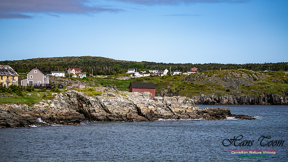 Elliston and Atlantic Puffins 105