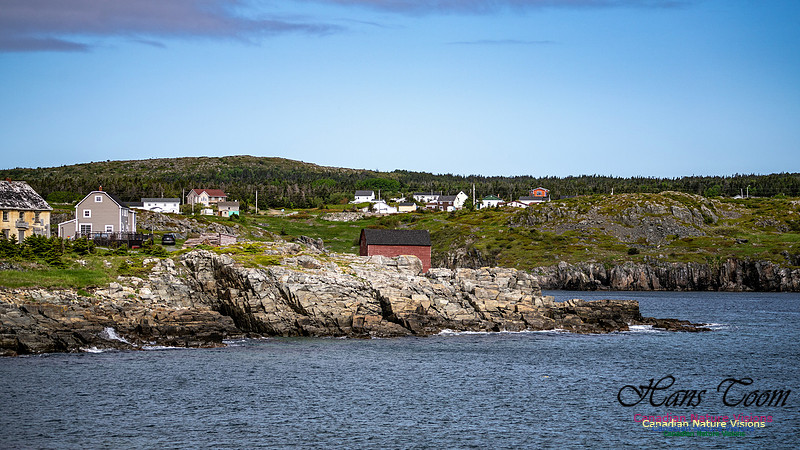 Elliston and Atlantic Puffins 105