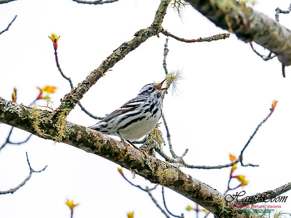 Black-and-White Warbler 3