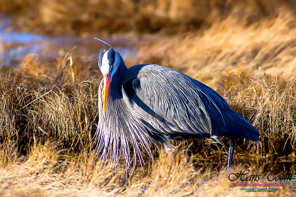 Great Blue Heron