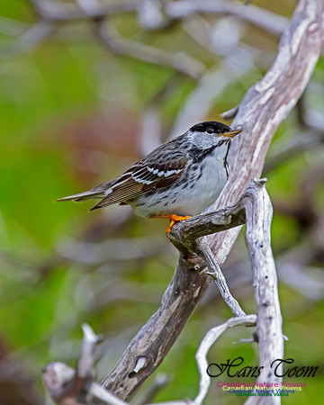 Blackpoll Warbler 101